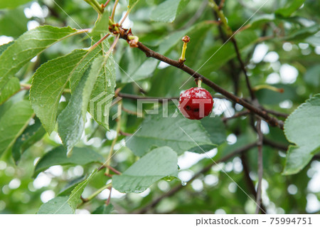 Red cherry on a tree against of green leaves with a blurred background. Red cherry on a tree against of green leaves with a blurred background. 75994751