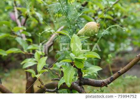 Fruit of immature pear on branch of tree. Fruit of immature pear on branch of tree. 75994752