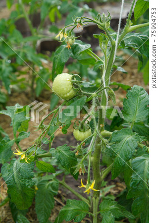 Unripe green tomato growing on bush in the garden. Unripe green tomato growing on bush in the garden. 75994753