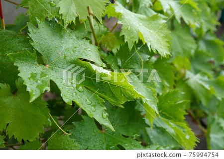 Grape leaves with water drops in the garden. Grape leaves with water drops in the garden. 75994754