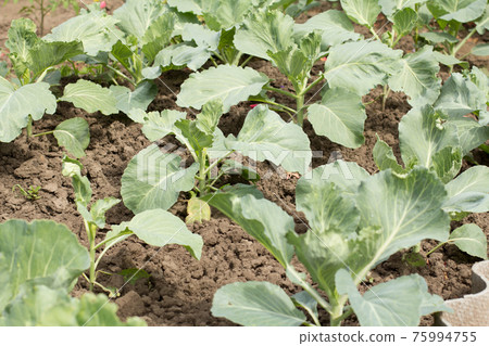 Young green cabbages growing in the garden. Young green cabbages growing in the garden. 75994755