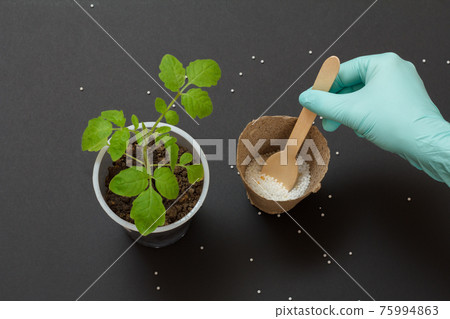 Farmer hand with chemical fertilizer for young tomato plant. Farmer hand with chemical fertilizer for young tomato plant. 75994863