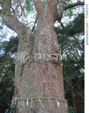 Camphor tree at Sakurai Shrine (Fukuoka Prefecture) Camphor tree at Sakurai Shrine (Fukuoka Prefecture) 75995241
