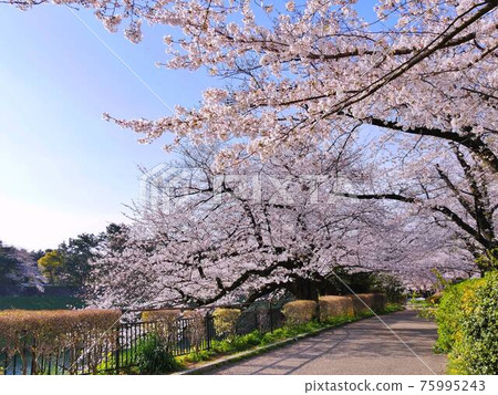 Cherry blossom trees 1 Cherry blossom trees 1 75995243