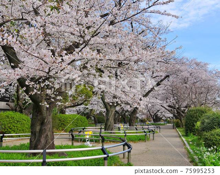Cherry blossom trees 2 Cherry blossom trees 2 75995253