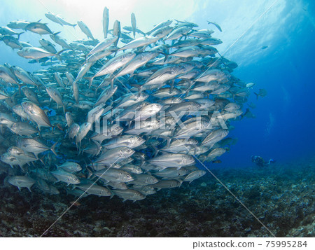 Bigeye trevally hordes and scuba divers (Rangiroa Atoll, Tuamotus Islands, French Polynesia) 75995284