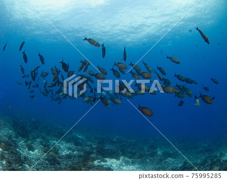 在珊瑚礁上放牧的黃鰭刺尾魚(Rangiroa 環礁,土阿莫土群島,法屬波利尼西亞) 在珊瑚礁上放牧的黃鰭刺尾魚(Rangiroa 環礁,土阿莫土群島,法屬波利尼西亞) 75995285