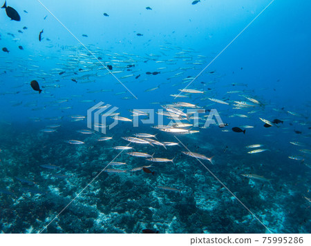 Coral reef herding Hosokamas (Rangiroa Atoll, Tuamotus Islands, French Polynesia) Coral reef herding Hosokamas (Rangiroa Atoll, Tuamotus Islands, French Polynesia) 75995286
