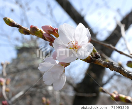 Sakura 75995296