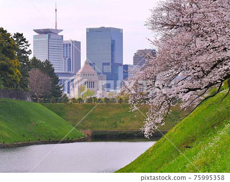 Cherry blossoms at Chidorigafuchi 3 75995358