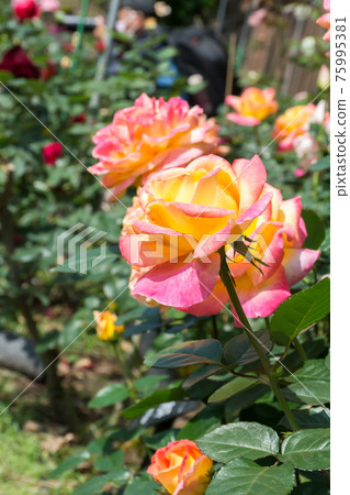 Blooming roses Blooming roses 75995381