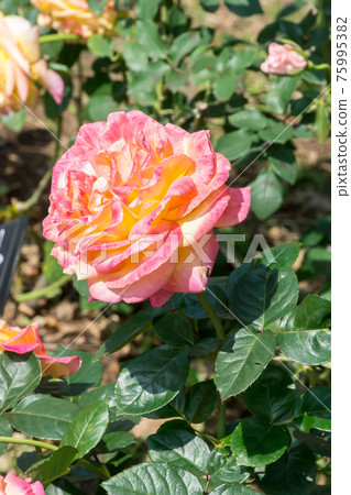Blooming roses Blooming roses 75995382