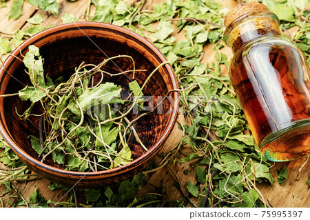 Orthilia secunda,healing herbs 75995397
