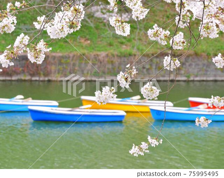 Cherry blossoms at Chidorigafuchi 5 Cherry blossoms at Chidorigafuchi 5 75995495