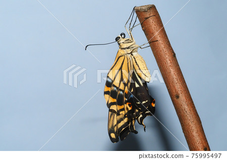 燕尾(燕尾,出苗後)繁殖 燕尾(燕尾,出苗後)繁殖 75995497