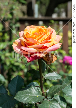 Blooming roses Blooming roses 75995502