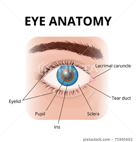 structure of the human eye with description structure of the human eye with description 75995602