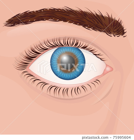 One human eye close up with blue iris 75995604