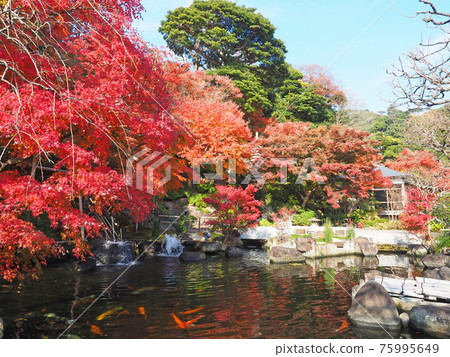 Kamakura / Hasedera Free Life Pond and Autumn Leaves 75995649