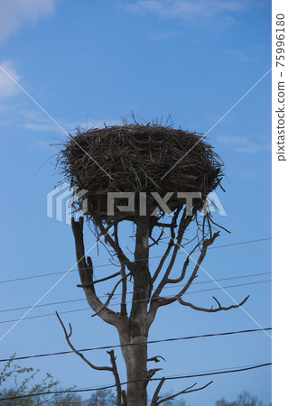 abandoned empty stork nest on a tree abandoned empty stork nest on a tree 75996180