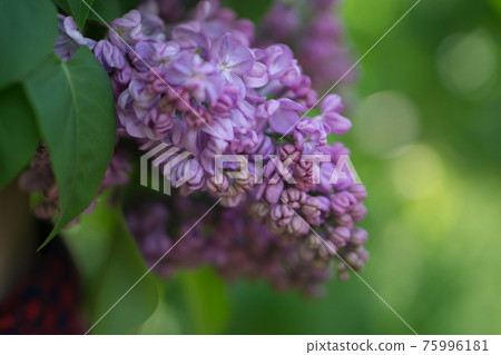 beautiful lilac flower spring blooming beautiful lilac flower spring blooming 75996181