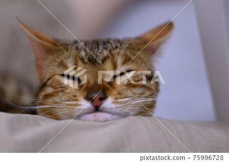 孟加拉，一張天真無邪的臉，印著非常漂亮的豹紋 75996728