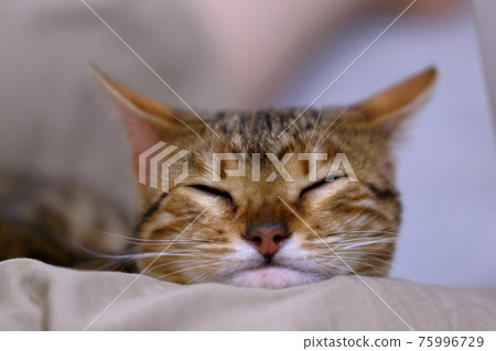 孟加拉，一張天真無邪的臉，印著非常漂亮的豹紋 75996729