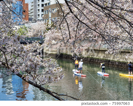 Cherry blossom viewing on the Oyoko River and stand-up paddle board 75997063