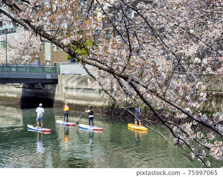 Cherry blossom viewing on the Oyoko River and stand-up paddle board 75997065