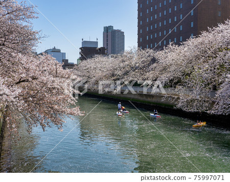 Cherry blossom viewing on the Oyoko River and stand-up paddle board 75997071