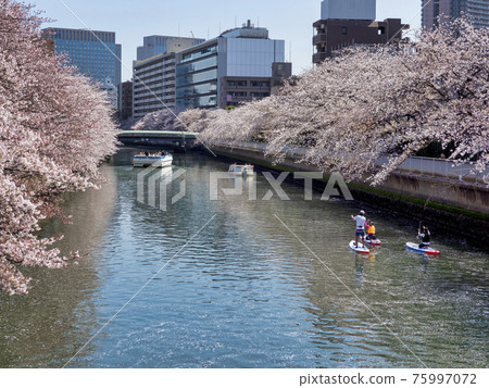 大橫川賞櫻花和立式槳板 大橫川賞櫻花和立式槳板 75997072
