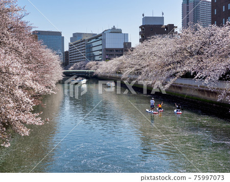 大橫川賞櫻花和立式槳板 大橫川賞櫻花和立式槳板 75997073