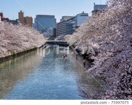Cherry blossom viewing on the Oyoko River and stand-up paddle board Cherry blossom viewing on the Oyoko River and stand-up paddle board 75997075