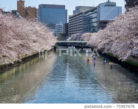 大橫川賞櫻花和立式槳板 大橫川賞櫻花和立式槳板 75997076