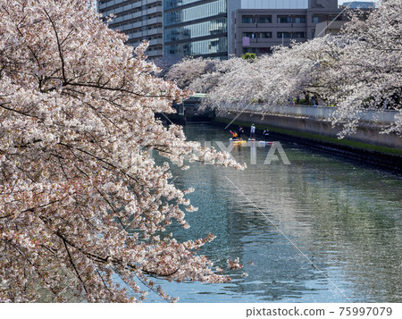 大橫川賞櫻花和立式槳板 大橫川賞櫻花和立式槳板 75997079