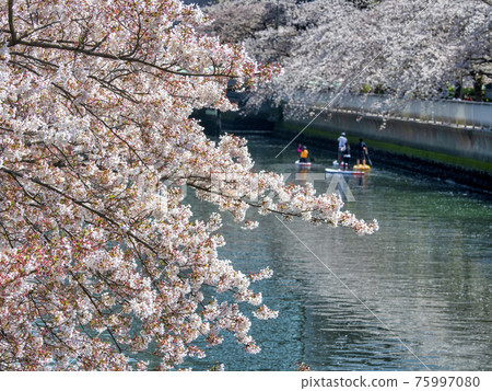 大橫川賞櫻花和立式槳板 大橫川賞櫻花和立式槳板 75997080
