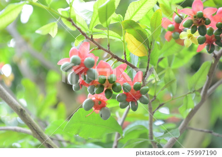 Okuna Serrata 75997190