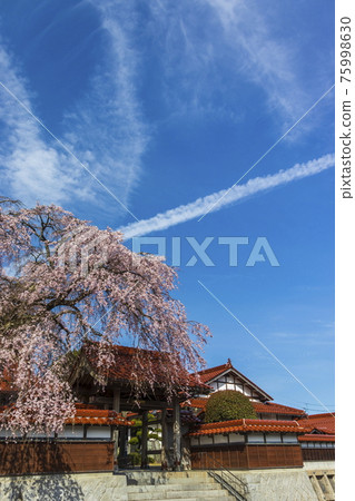 櫻花盛開的極樂寺 櫻花盛開的極樂寺 75998630
