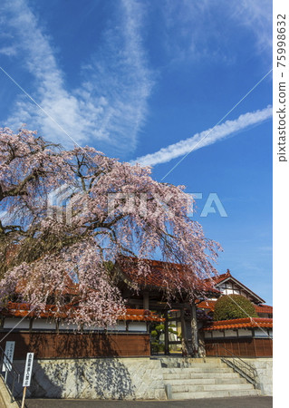 櫻花盛開的極樂寺 75998632