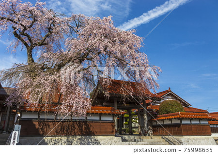 櫻花盛開的極樂寺 櫻花盛開的極樂寺 75998635