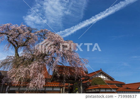 櫻花盛開的極樂寺 櫻花盛開的極樂寺 75998637