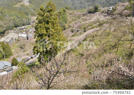 [Gojo City, Nara Prefecture] Plums in Anou Plum Grove 75998781