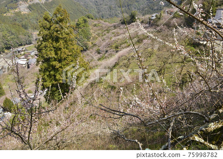 [Gojo City, Nara Prefecture] Plums in Anou Plum Grove 75998782