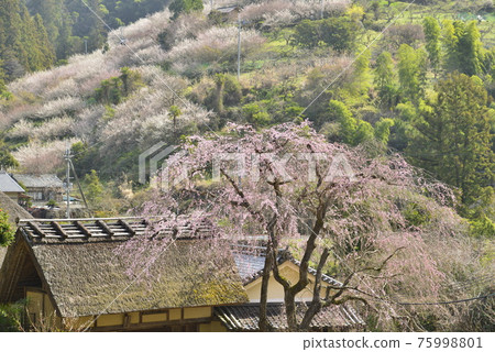 【奈良縣五條市】阿努梅林的梅子 75998801