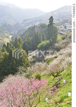 [Gojo City, Nara Prefecture] Plums in Anou Plum Grove 75998811