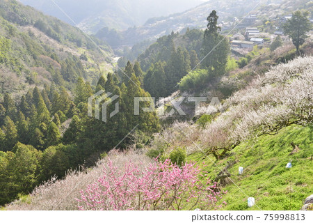[Gojo City, Nara Prefecture] Plums in Anou Plum Grove 75998813