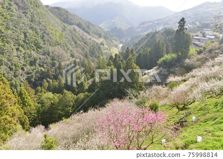 [Gojo City, Nara Prefecture] Plums in Anou Plum Grove 75998814