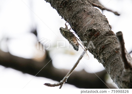 Tsukutsukubi 75998826