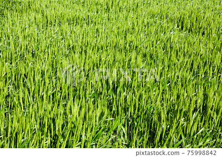 Blue wheat fields 75998842
