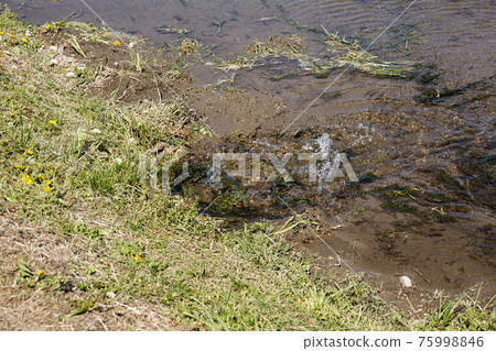 [Matsumoto City, Nagano Prefecture] Paddy fields that are drawing water from waterways 75998846